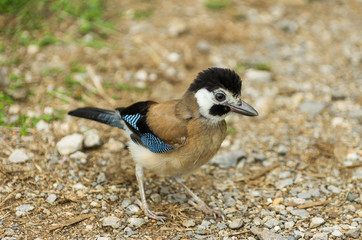 Obraz premium Garrulus is a genus of Old World jays, passerine birds in the family Corvidae.