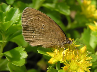 Schmetterling