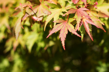 Maple tree leaves background
