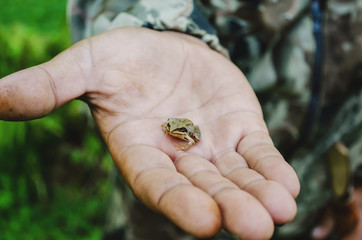 Little frog on a palm