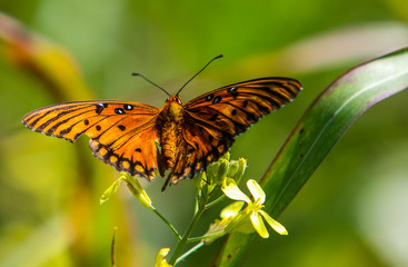 Magnificent butterfly