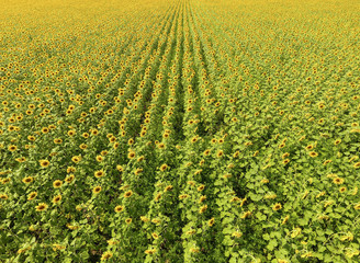 Aerial view of agricultural fields flowering oilseed. Field of sunflowers. Top view.