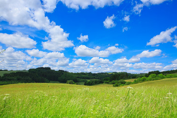 Field with green grass and blue sky with clouds.