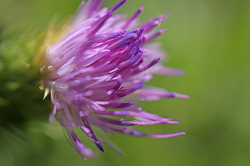 Fiore Viola famiglia asteracee su sfondo verde giardino