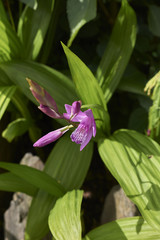 Bletilla striata