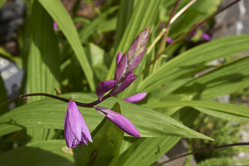 Bletilla striata
