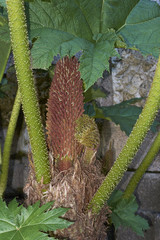 Gunnera manicata