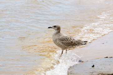 Seagull walks on water.