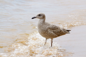 Seagull walks on water.