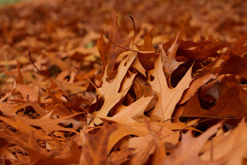 Autumn leaves