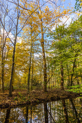 autumn forest in full beauty