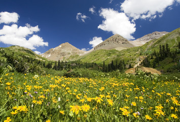 Fototapeta na wymiar Blue sky, white puffy clouds and the San Juan Mountains (part of the Rocky Mountains) overlook a meadow full of wildflowers in Yankee Boy Basin near Ouray, Colorado.