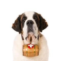 Portrait of a Saint Bernard dog with typical keg barrel. White background.