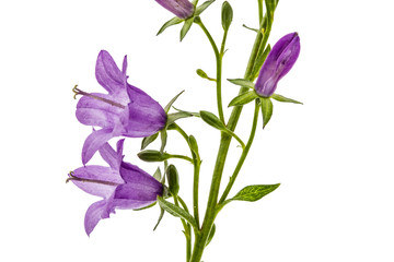 Violet flower of Campanula, isolated on white background