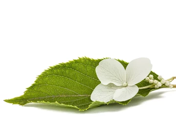 Foto op Canvas Bloem van hydrangea hortensiaclose-up, lat. Hortensia paniculata, geïsoleerd op witte achtergrond © kostiuchenko
