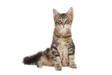 Looking young cat on white.