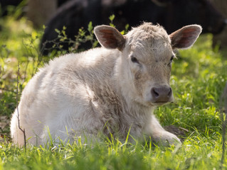 White calf