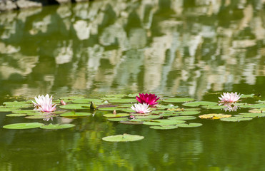 Beautiful Purple Water Lilies Floating on a Lake