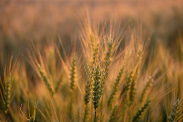 Golden field of ripe wheat in the evening