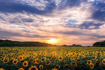 Sunflower field, Slovakia