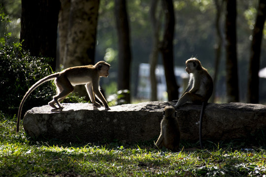 sri lanka