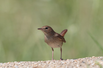 Nightingale