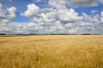 golden barley crop