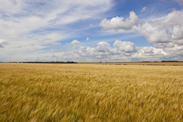 swaying summer barley