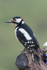 Woodpecker 022
