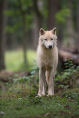 Loup arctique