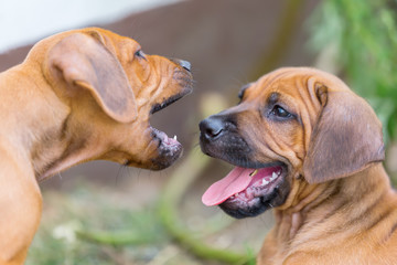 two rhodesian ridgeback puppies playing outdoors