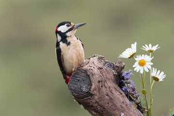 Woodpecker 020