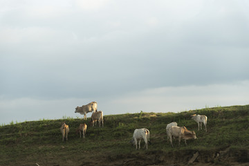 Naklejka na ściany i meble group of cattle in the farm field, Thailand