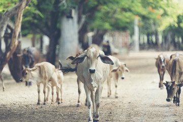group of cattle in the farm field, Thailand