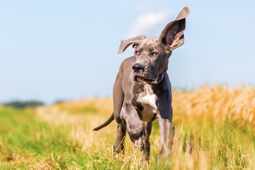 great dane puppy runs on a country path