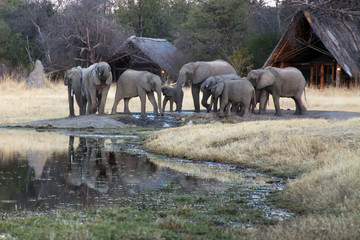The African bush elephant (Loxodonta africana) a herd of elephants in a camp