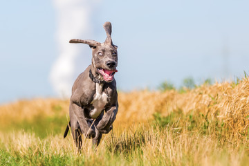 great dane puppy runs on a country path