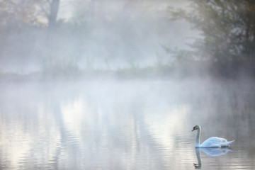 The mute swan (cygnus olor) on a pond in the morning fog