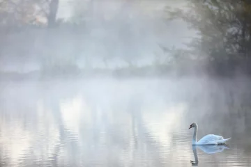 Crédence en verre imprimé Cygne The mute swan (cygnus olor) on a pond in the morning fog