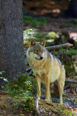 The gray wolf or grey wolf (Canis lupus) standing in the forest