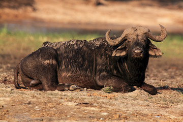 Fototapeta premium The African buffalo or Cape buffalo (Syncerus caffer) a large bull lying covered mud on the river bank