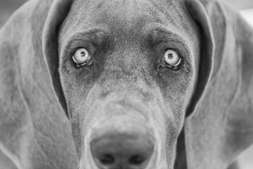 black and white picture of a great dane puppy