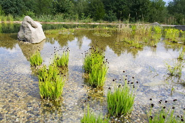 Fototapeta na wymiar Plants used at natural swimming pond for purifying water