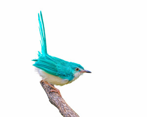 Colorful  bird isolated on branch with white background, light blue bird.