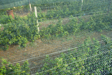 Setting sunbathing and anti-ice net over an orchard