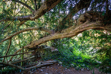 Schlösser und Burgen am Neckar Weinanbau
