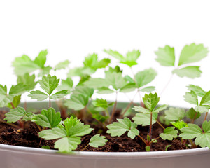 Young  sapling sprout of wild alpine strawberry isolated on white. Grown from seeds.