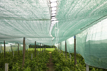 Setting sunbathing and anti-ice net over an orchard