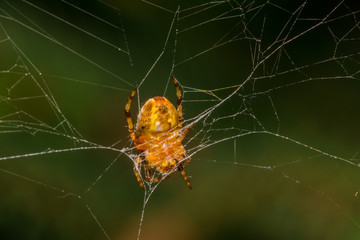 Yellow small spider