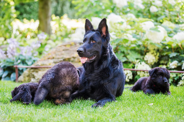 old German shepherd mother with her puppies